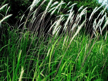 Bài thuốc trị bệnh từ dược liệu Bạch mao căn